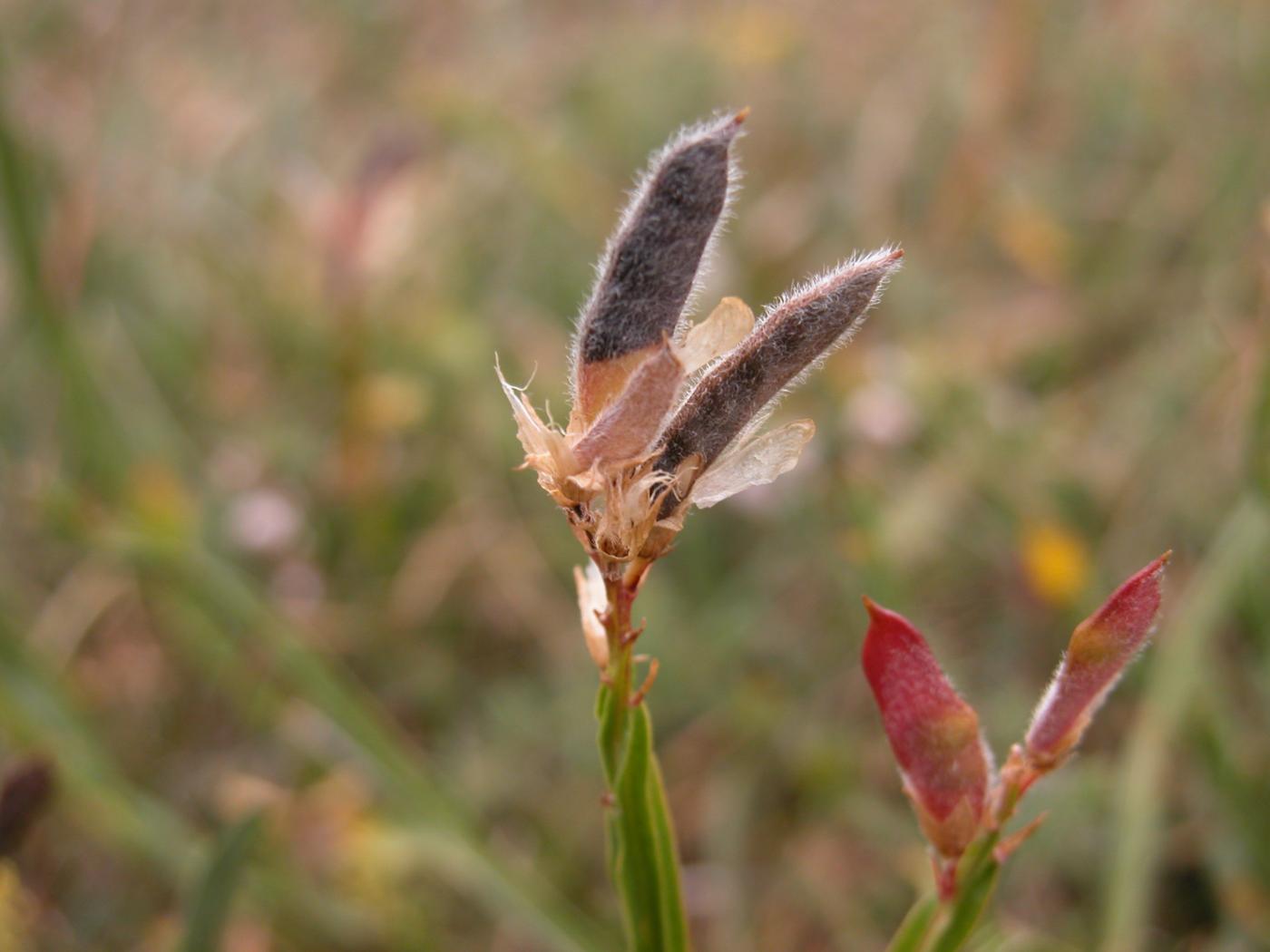 Broom, Winged fruit